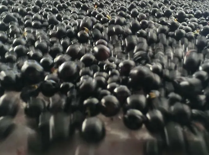 公寓 Mirande Montagne-saint Emilion 拉蒙塔涅